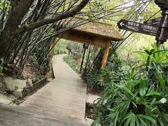 -大屏嶂森林公园