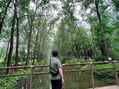 -合肥滨湖国家森林公园