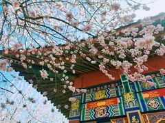 -桃花堤公园