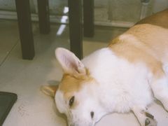 -平行世界·猫咖(首经贸店)