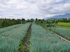 -翠田Green Field Kitchen