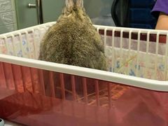-雨林宠物医院 非犬猫异宠专科