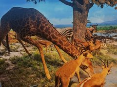 -国家自然博物馆