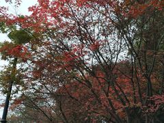 -龙头寺公园