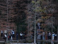 -深圳仙湖植物园