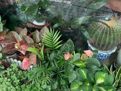 -静岸花卉园艺(三星坊店)