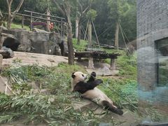 -都江堰中华大熊猫苑