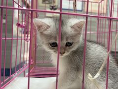 -瑞派名望志远动物医院·猫科·內科·异宠专科(直港大道店)