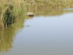 -盐城丹顶鹤湿地生态旅游区