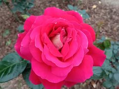 -人民公园(罗湖区)