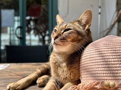 -喵屿·大理花园猫咖