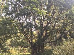 -华南国家植物园-售票处