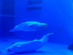 -海合安成都极地海洋公园