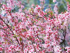 -高东镇樱花园