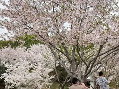 -羊山湖公园
