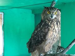 -西霞口神雕山野生动物世界