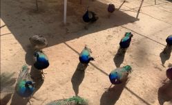 -萌宠亲子动物乐园(槐房万达店)