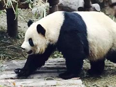 -成都动物园