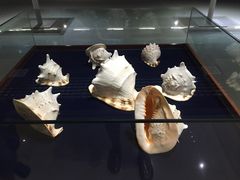 -青岛贝壳博物馆