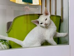 -青奢宠物·青奢猫舍