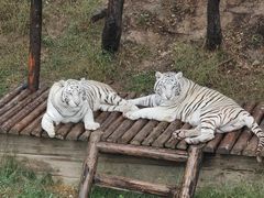 -石家庄市动物园