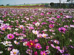 -田园东方蜜桃村的田野营地