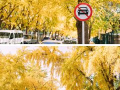 -三里屯东五街银杏大道