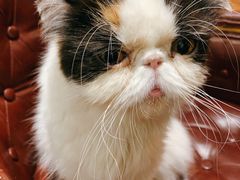 -猫小院猫主题餐厅(三里屯店)