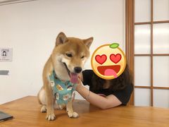 -豆柴町-柴犬主题狗咖(红鼎国际C座店)