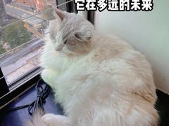 -楼上猫咖(罗湖店)