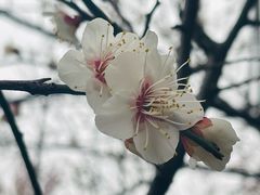 -巡塘古镇