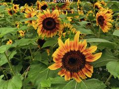 -奥林匹克森林公园北园-停车场