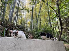 -上海佘山国家森林公园天马山园