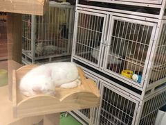 -东方名猫馆·英短金渐层布偶猫舍(环线广场1号楼店)