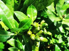 -华侨城湿地公园