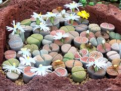 -国家植物园南园