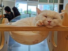 -飞行喵MR PILOT|猫舍·猫咖(静安大融城店)