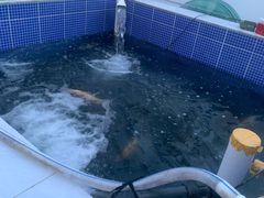 -北京龙庆四季香农家饭庄·灶台鱼·碳烤虹鳟鱼(龙庆峡店)