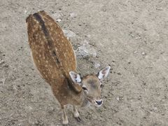 -青藏高原野生动物园