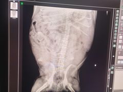 -爱侣宠医·鹦鹉专科·小型哺乳类·异宠专科(灵石路店)