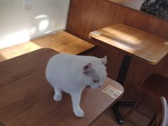 -有猫主题·治愈系猫咖(曾厝垵店)