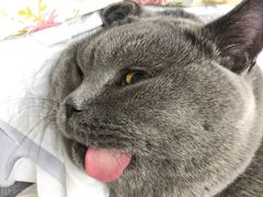 -艾吉宠物医院·疑难杂症转诊中心·猫友好(碧江路院)