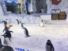 -芜湖新华联大白鲸海洋公园