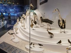 -贝林大翅鲸简餐厅(国家海洋博物馆店)