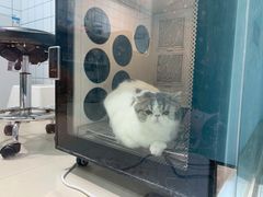-老吴的猫·猫舍(新区店)