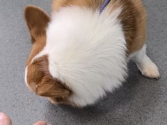 -半岛宠物医院24小时(科华中路店)