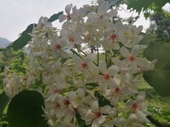 -田心森林公园