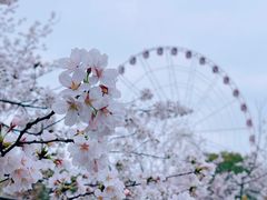 -顾村公园