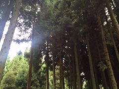 -武陵山森林公园