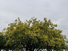 -海珠湖公园
